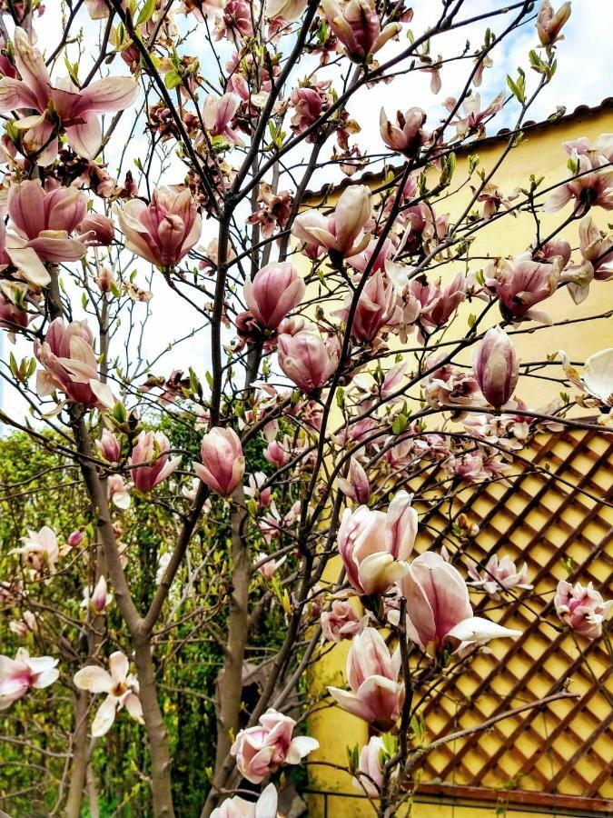Pensiunea Magnolia Сібіу Екстер'єр фото