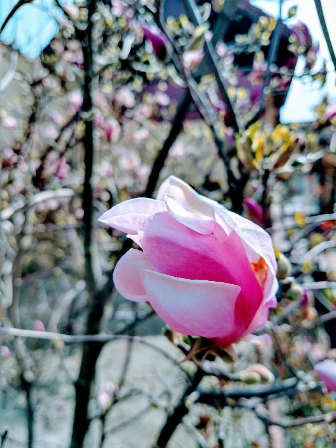 Pensiunea Magnolia Сібіу Екстер'єр фото