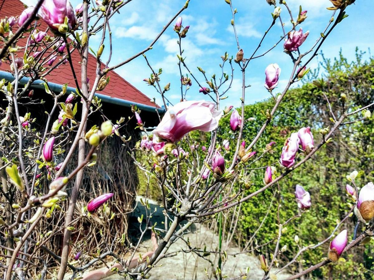 Pensiunea Magnolia Сібіу Екстер'єр фото